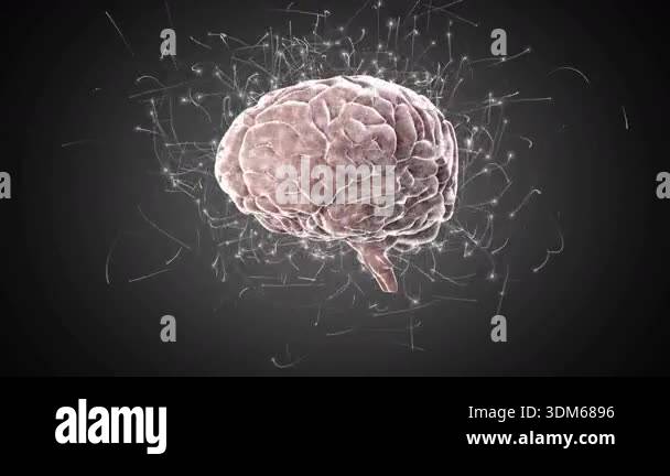 Starting initial view showing 3D brain model rotating sides pulsing ...