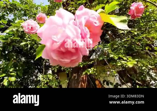 Pink tea roses are blooming in a garden. The sun shines bright as the ...