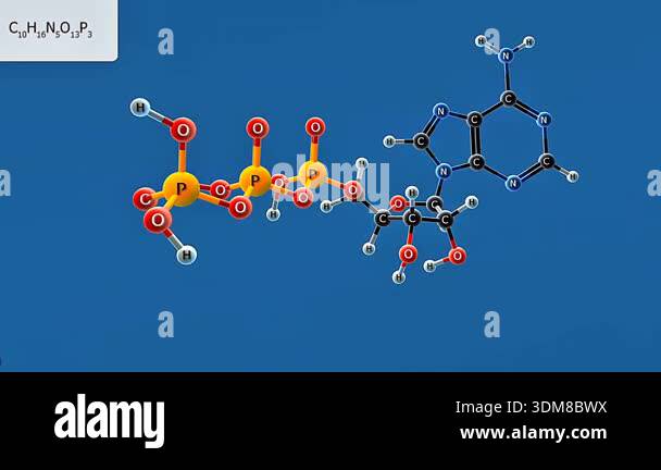 3d animation of adenosine triphosphate ATP showing phosphate bonds ...