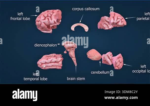 3d animation of different parts of human brain showing cerebrum ...