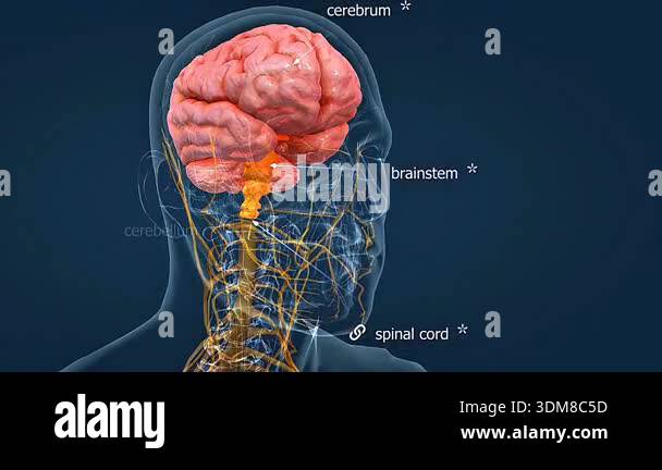 3d animation of human brain and nervous system showing cerebrum ...