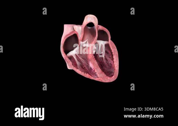 High detail 3D animation of human heart anatomy with chambers, valves ...