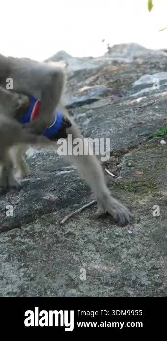 Monkey takes Pepsi or Coca Cola bottle from human and hides it under ...
