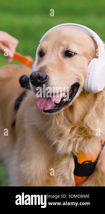 Teaching A Golden Retriever To Enjoy Grooming Sessions With Calm Music