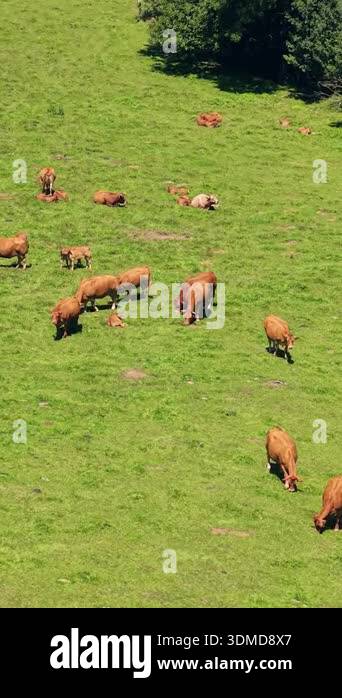 Aerial view of a herd of brown cows and calves grazing and resting on a ...