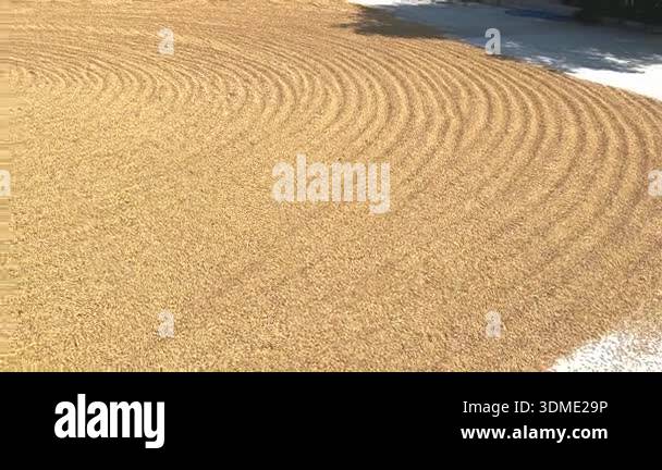 Yard Rice Video of rice drying yard after harvest season in Thailand. Traditional ...