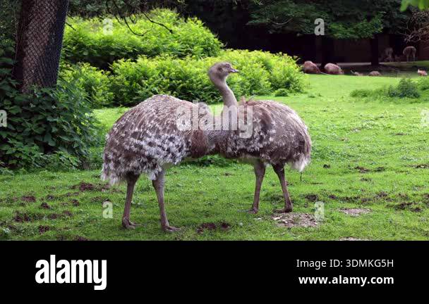 Lesser Rhea Wing Open Darwin's rhea, Rhea pennata, also known as the lesser rhea Stock Video ...