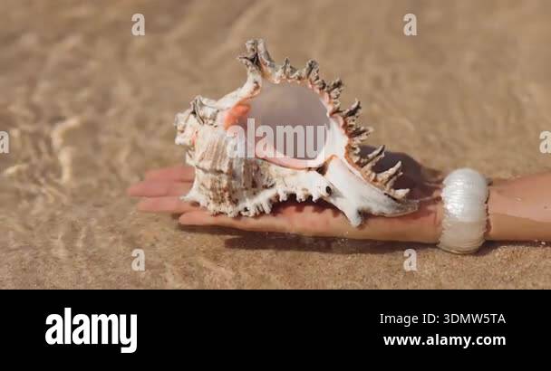 Spiky Concor Shell Spiky white conch shell rests on a hand in warm, clear water over ...