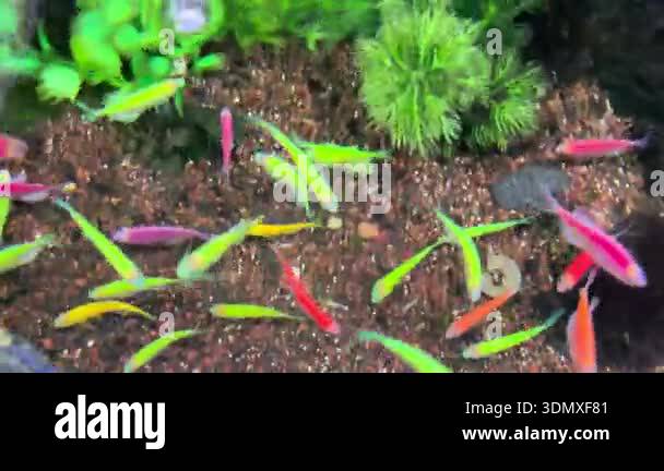 danio ornamental fish or colorful ornamental fish in the aquarium ...