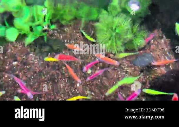 danio ornamental fish or colorful ornamental fish in the aquarium ...