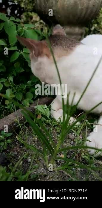 Image showcasing A cat is eating green grass in the yard. The habit of cats eating grass ...