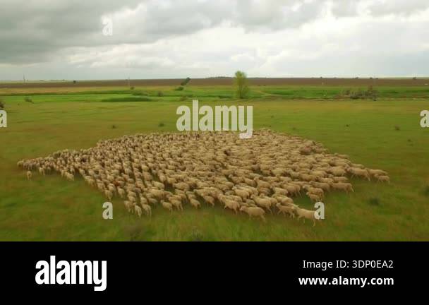 Huge flock of sheep grazing in green field landscape. aerial view of ...