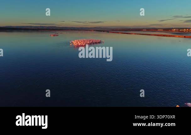 Flamingos stand together in shallow water during sunset. The sun casts ...
