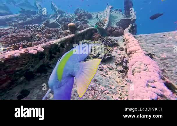 Yellow blotched angelfish Stock Videos & Footage - HD and 4K Video ...