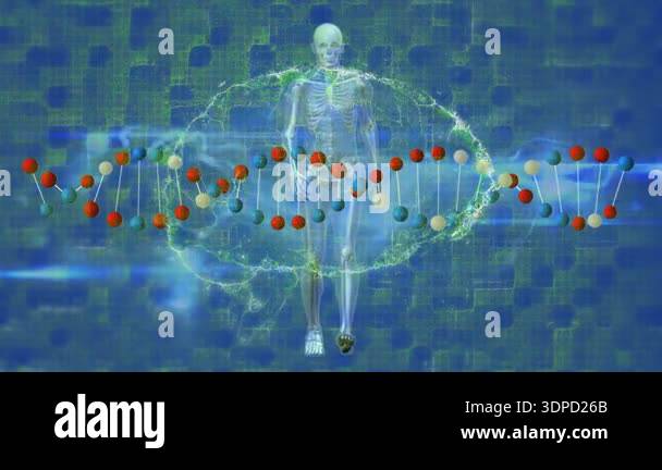 Animation of digital wave and dna structure spinning over human body ...