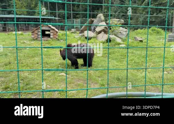 A brown bear stands in a grassy enclosure with a small wooden shelter ...