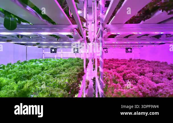 Indoor vertical farm with leafy greens growing under pink and white LED ...