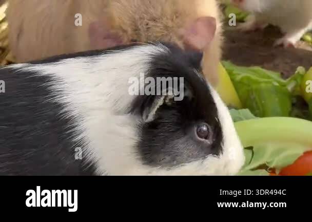 A group of small guineapigs eating vegetables. The animals are black ...