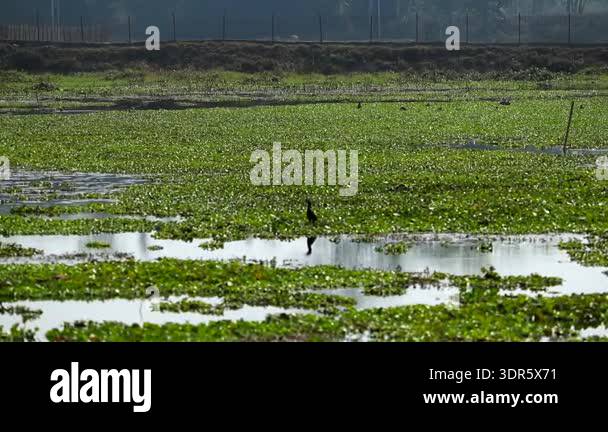 Wide wetland landscape covered with floating water hyacinth and shallow ...