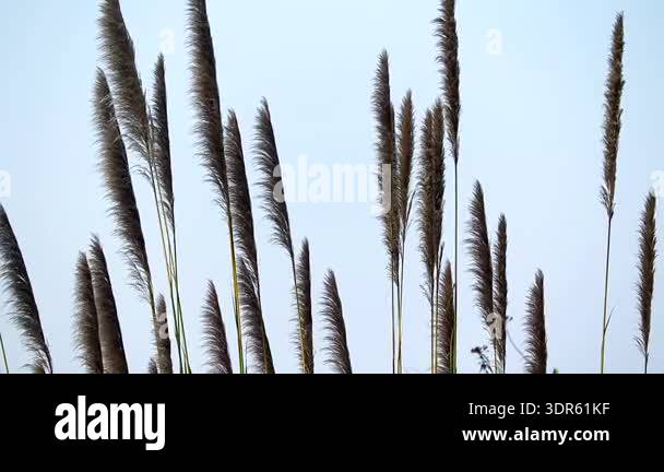 Tall wild reed grass rising against a clean blue sky, captured in soft ...