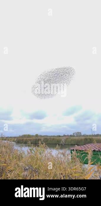 Flock of birds forming dense pattern in sky. Natural movement showing ...