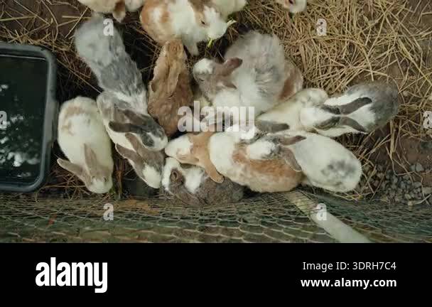 Group of young rabbits gathering near wire fence and water tray, top ...