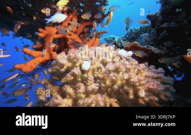 Coral Garden Underwater Glassfish. Coral garden seascape. Blue water ...