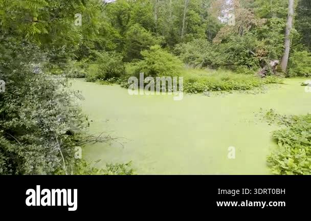 Tracking shot shows widespread algae bloom in river, making the water ...