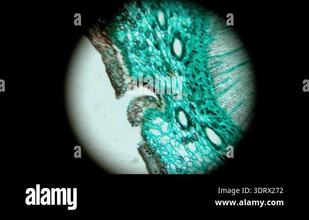 A high-quality circular view through a microscope eyepiece showing a ...