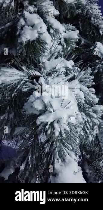 Slow orbital arc shot of a frozen pine branch covered in snow and ice ...