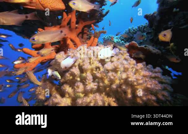 Underwater Tropical Glassfish. Tropical colourful underwater seascape ...