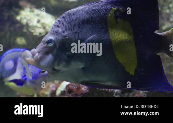 Semicircle angelfish swimming gracefully in a large saltwater aquarium ... - Large Saltwater Aquarium Stock