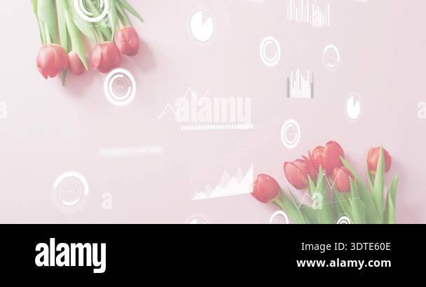On start red tulip clusters lying, translucent charts sliding and ...