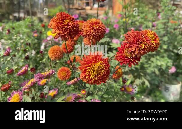 beautiful-orange-chrysanthemum-flowers-blooming-outdoors-stock-video