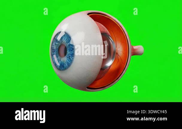 A detailed anatomical model of the human eye rotates slowly against a ...
