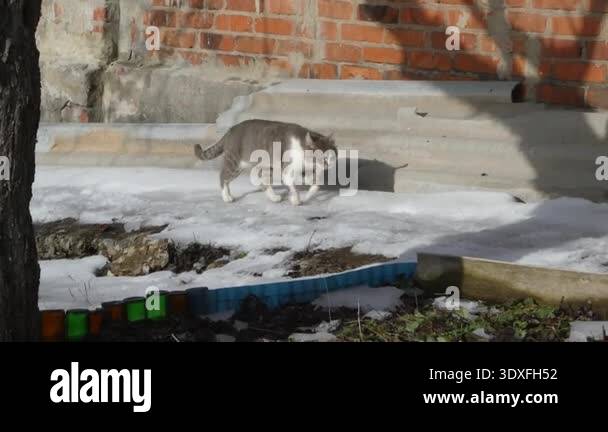 a-smooth-tracking-shot-of-a-domestic-cat-walking-across-patches-of-snow