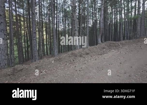 A quiet dirt road passes through dense pine forest with thick foliage ...