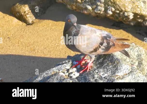 Pigeon dove bird on rocks rock stone stones cliff by the sea and beach ...
