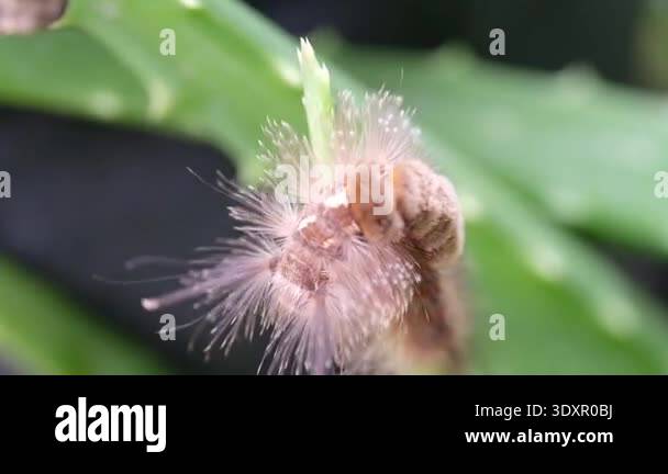 Video of the pest animal of brown caterpillar, Phobetron pithecium ...