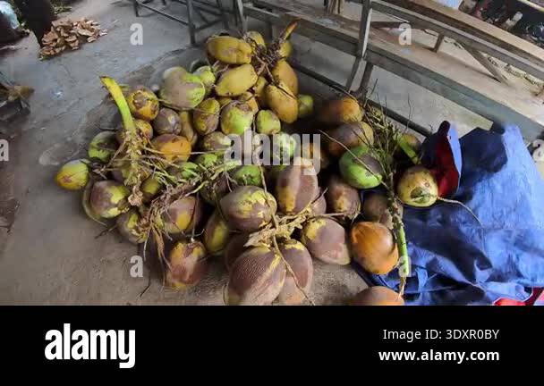 Video of several bunches of young coconuts on the floor being sold. A ...