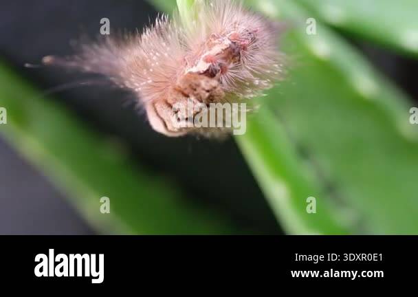 Video of the pest animal of brown caterpillar, Phobetron pithecium ...