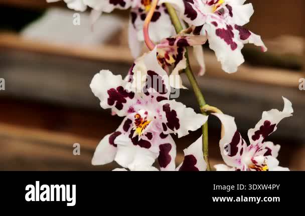 In a garden during spring, several orchid flowers bloom. Each flower ...