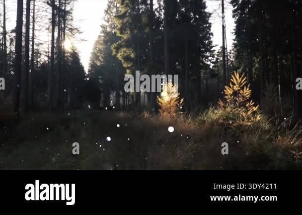 beautiful-autumn-in-the-woods-stock-video-footage-alamy
