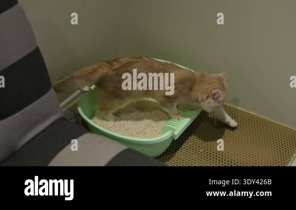 Cute calm ginger feline using green litter box indoors looking ...