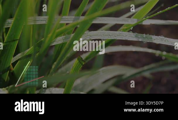 Dewy plant holding droplets while grid bar chart fading in, bars rising ...