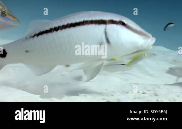 A diverse group of underwater creatures gathers near the sandy ocean ...