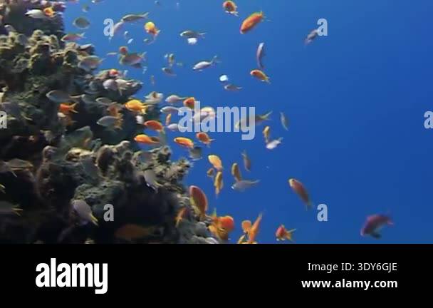 Colorful fish dart gracefully around coral formations in vibrant ...