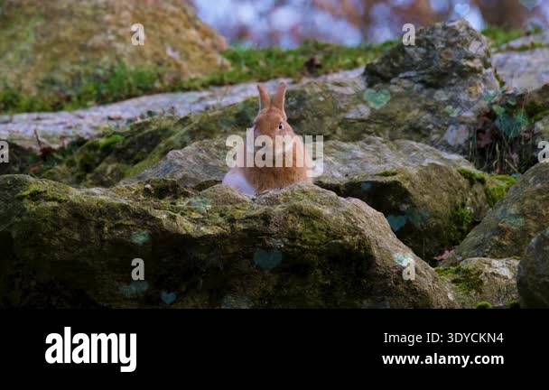 Forest Eith Rocks red rock in the forest Stock Video Footage - Alamy