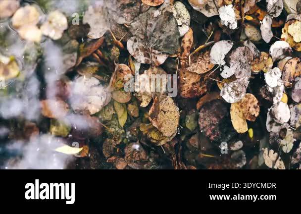 beautiful autumn leaves, fall season flora Stock Video Footage - Alamy