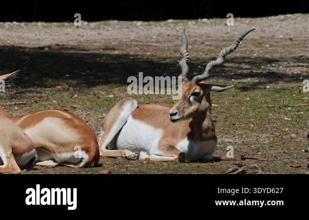 The Indian Blackbuck, Antelope cervicapra or Indian antelope inhabits ...